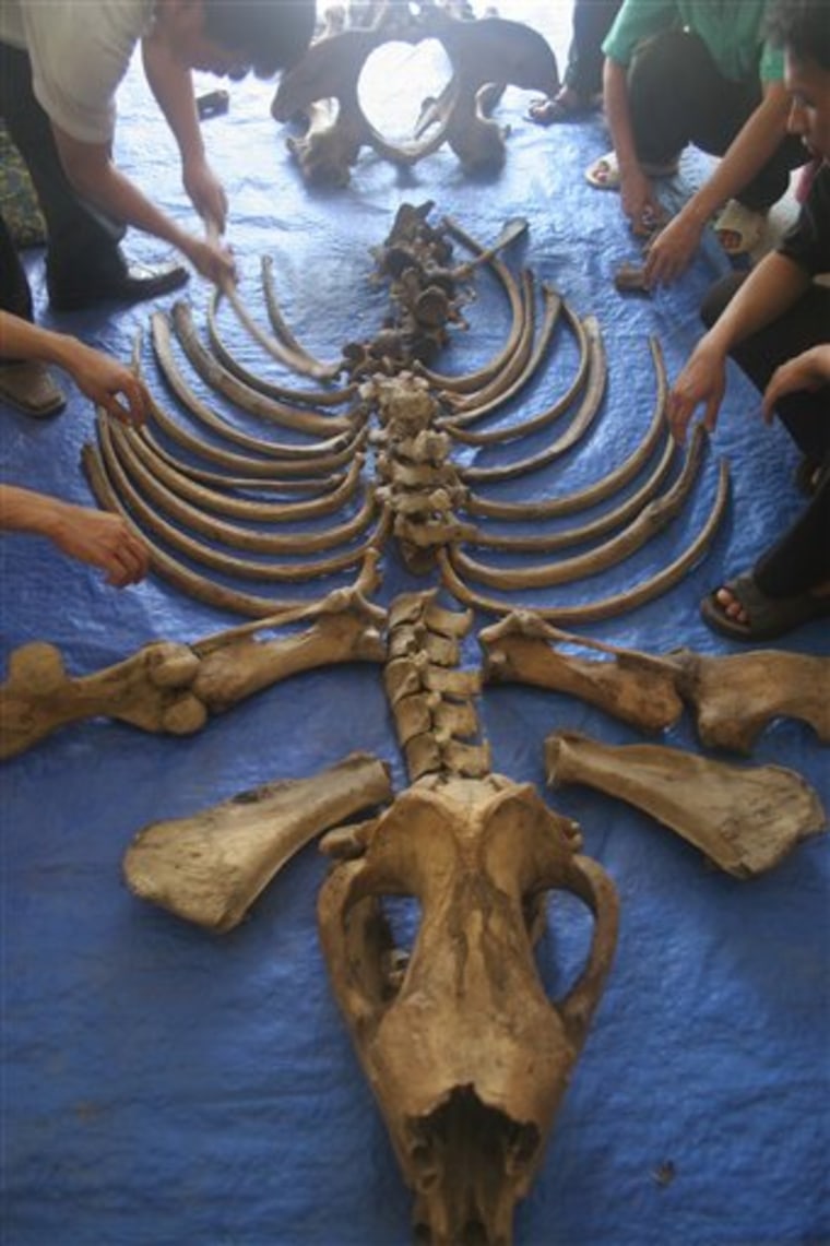 In this May 8, 2010 photo released by WWF, officials arrange the skeleton of the last rhino in Vietnam in  Cat Tien National Park in Lam Dong Province, southern Vietnam. Vietnam has lost its fight to save its Javan rhinoceros population after poachers apparently killed the country's last animal for its horn, international conservation group WWF said in a report Tuesday, Oct. 25, 2011. (AP Photo/WWF) EDITORIAL USE ONLY